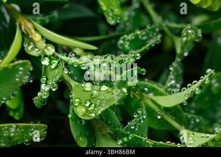 Verde denso ricoperto di goccioline d'acqua dopo la pioggia. Fotografia macro. Foto Stock