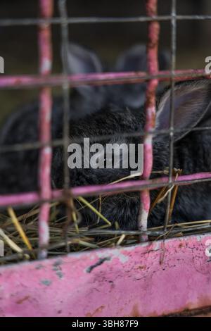 Un coniglio nero sta riposando in un calderone allo zoo. Foto di alta qualità Foto Stock