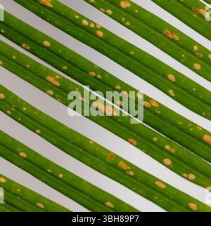 Vista ravvicinata che evidenzia le foglie verdi parallele di cycas revoluta, con piccole macchie arancioni derivanti da un'infezione fungina che influisce sulla salute della pianta Foto Stock