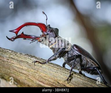 Kersdorf, Germania. 8 giugno 2025. Un coleottero maschio (Lucanus cervus) in una foresta di querce vicino al fiume Sprea nel Brandeburgo orientale. Il coleottero del cervo è classificato come in pericolo critico nella Lista Rossa tedesca. Gli impressionanti coleotteri del cervo possono essere osservati da maggio alla fine di luglio. Sono attivi principalmente al crepuscolo e di notte. Con la fortuna, possono essere visti anche durante il giorno. Crediti: Patrick Pleul/dpa/Alamy Live News Foto Stock