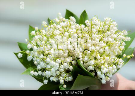 Bouquet di bel giglio di fiore della valle su sfondo bianco Foto Stock