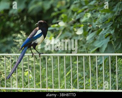 Magpie eurasiatiche (Pica pica) arroccate su una recinzione di metallo bianco, circondate da verde fogliame. Foto Stock