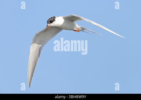 La terna di Forster (Sterna forsteri) in volo. Foto Stock