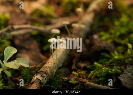 Piccoli funghi allineati su un ramo caduto in una foresta Foto Stock