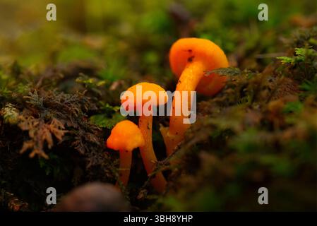 Funghi arancioni luminosi in una foresta Foto Stock