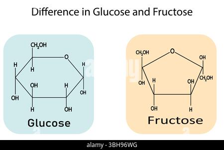 Struttura chimica del glucosio e del fruttosio su sfondo bianco. Utile per la presentazione del poster medico e biochimica illustrazione vettoriale. Illustrazione Vettoriale