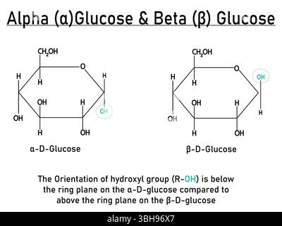 Alpha (α) e Beta (β) D-glucosio Anomers dettagliano le strutture molecolari che mostrano Hydroxyl Group Orientation.eps Illustrazione Vettoriale