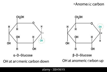 Alfa-D-glucosio e beta-D-glucosio, destrosio o molecola di zucchero nel sangue in forma ciclica. Illustrazione Vettoriale