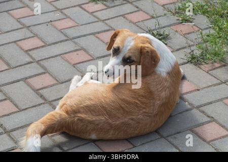 Un cane bianco e arancione steso sulla schiena, si è arricciato con la coda sul pavimento in mattoni. La vista è dall'alto Foto Stock