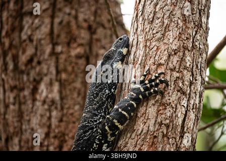 Grande goanna in un albero Foto Stock