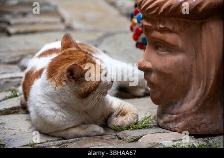 Gatto che riposa vicino a oggetti dell'arte popolare siciliana, tradizionali vasi di fiori a forma di teste, colorate ceramiche dipinte a mano, splendido souvenir per i touri Foto Stock