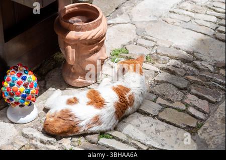 Gatto che riposa vicino a oggetti dell'arte popolare siciliana, tradizionali vasi di fiori a forma di teste, colorate ceramiche dipinte a mano, splendido souvenir per i touri Foto Stock