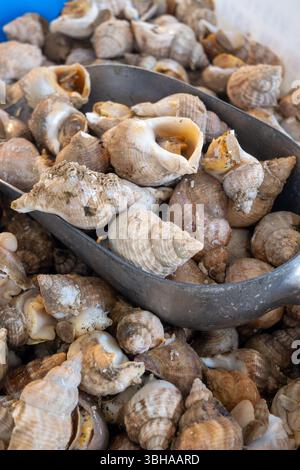 Cattura del giorno al primo mercato di Ostenda, Mare del Nord, Belgio, molluschi di Rapa freschi frutti di mare da vicino, mangiare conchiglie di mare Foto Stock