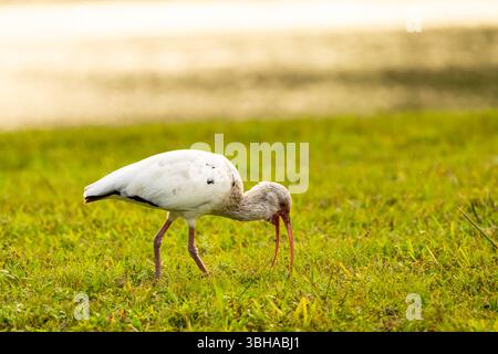 Primo piano di un ibis bianco alla ricerca di cibo vicino a un lago vicino. Foto Stock