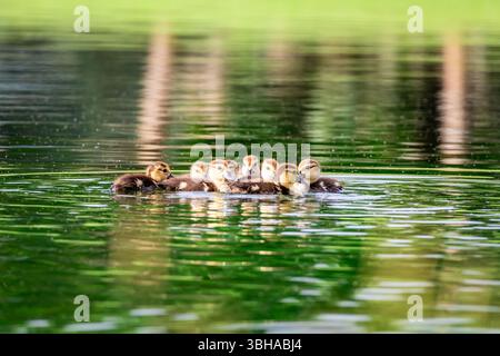Carini anatroccoli muscolosi che si accarezzano mentre nuotano vicino alla madre. Foto Stock
