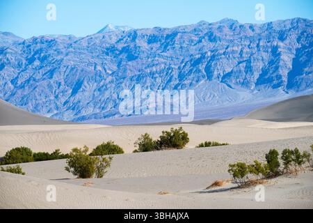 Dune di sabbia pianeggianti di Mesquite con catena montuosa e cielo blu sullo sfondo. Parco nazionale della Valle della morte in California Foto Stock