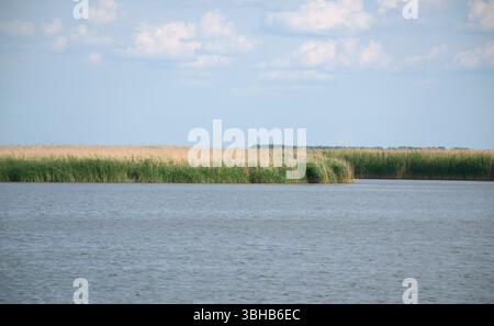 Vista lago con acqua dolce e lussureggiante letto di canne. L'erba verde alta e la vegetazione acquatica fiancheggiano la riva rurale, il lago d'acqua dolce. Ungheria. Lago Tisza. Foto Stock