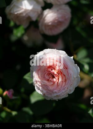 Rose Pink in fiore nel giardino Foto Stock