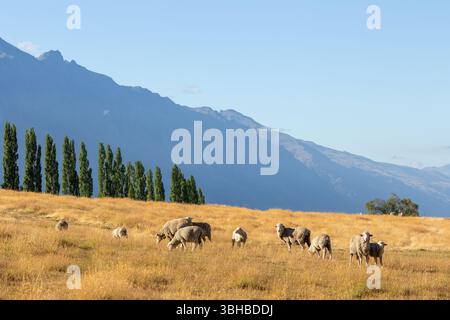 Pecora merino pascolata su pascoli nei pressi di Queenstown, nuova Zelanda Foto Stock
