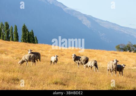 Pecora merino pascolata su pascoli nei pressi di Queenstown, nuova Zelanda Foto Stock