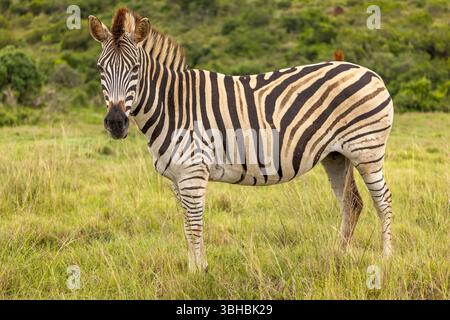 Plains zebra, equus quagga, equus burchellii, common zebra, Addo Elephant National Park, Sudafrica. Foto Stock