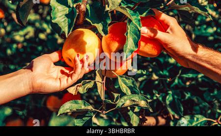 Uomo e donna mani nel raccolto di mele rosse. Giardinaggio, agricoltura. Mele, ora del raccolto. Uomo e donna raccolgono la mela a mano. Uomo che dà una ragazza Foto Stock