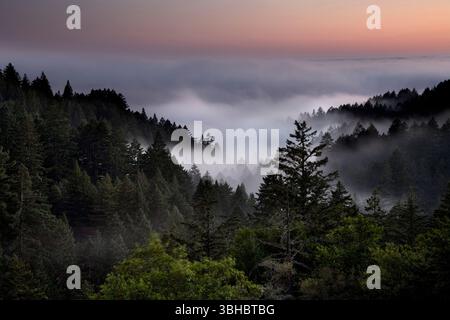 La nebbia si insinua tra la zona costiera di alberi di sequoia come il cielo diventa di colore rosso brillante durante il tramonto lungo Bolinas Ridge nel nord della California Foto Stock