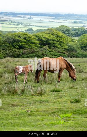Un Bodmin Pony mare selvaggio e il suo puledro a Bodmin Moor in Cornovaglia nel Regno Unito. Foto Stock