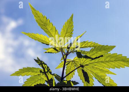 foglie di una giovane pianta di cannabis alla finestra Foto Stock