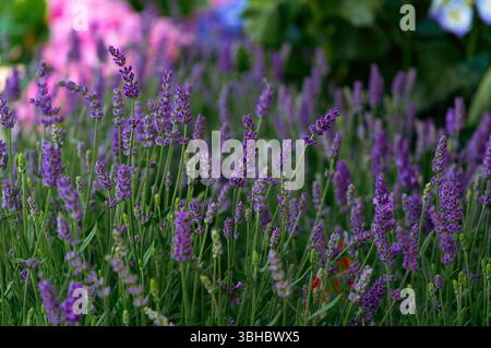 Campo di lavanda in fiore con sfondo rosa e verde tenue Foto Stock