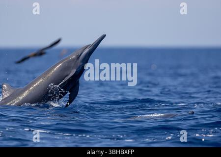 Un delfino esplode dalla superficie oceanica al largo del Pacifico Foto Stock