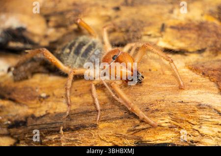 Un Solifuge è un cacciatore terrestre dall'aspetto temibile, ma è più primitivo di un ragno e manca di veleno e non produce seta, la maggior parte è notturna Foto Stock