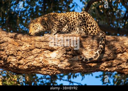 Leopardo (Panthera pardus) giovane maschio su un albero, riserva di caccia Mashatu, Botswana, Africa, Africa Foto Stock