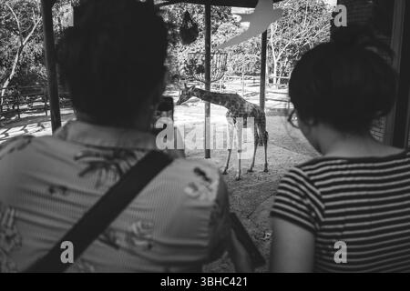 Madre e figlia nello zoo a guardare una giraffa mangiare. Foto Stock