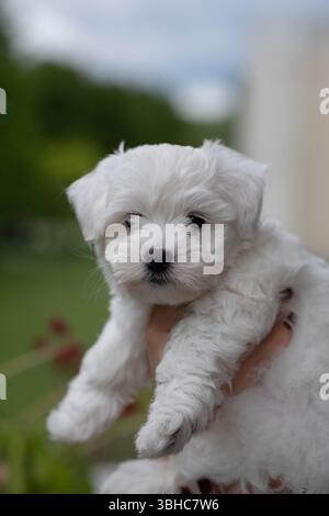 Morbido cucciolo bianco tenuto in mani umane fuori in un giorno di primavera. Adorabile cane che guarda la macchina fotografica. Foto Stock