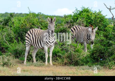 Due zebre nel Parco Nazionale di Addo. L'immagine presenta due zebre in quello che sembra essere un paesaggio naturale, un po' arido e cespuglioso. Foto Stock
