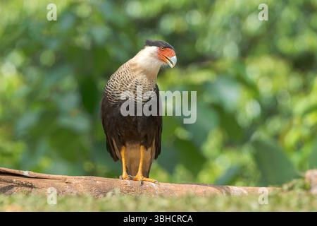 caracara crestata o caracara meridionale, Caracara plancus, singolo adulto in piedi su una vegetazione corta, Costa Rica Foto Stock