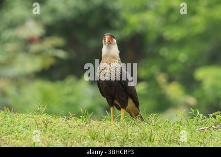 caracara crestata o caracara meridionale, Caracara plancus, singolo adulto in piedi su una vegetazione corta, Costa Rica Foto Stock