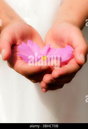 Le mani di un bambino cullano delicatamente un delicato fiore rosa cosmo, che mostra i suoi vivaci petali e il centro dorato sullo sfondo di un abito bianco. Foto Stock