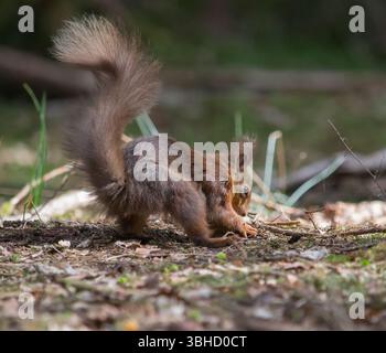 Red Squirrel (Sciurus vulgaris) scattato nei terreni dello Shap Wells Hotel, Shap, Cumbria, Regno Unito il 29 aprile 2025. Foto Stock