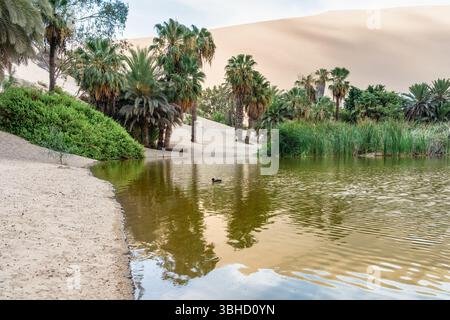 Vista della laguna dell'oasi di Huacachina e delle dune di sabbia di Ica, Perù Foto Stock