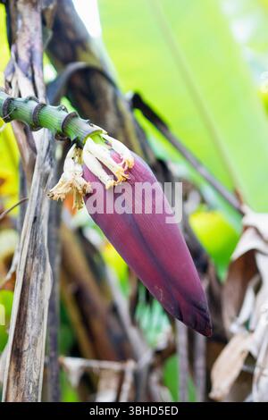 Fiore di una banana, fiore di banana aperto in Costa Rica Foto Stock