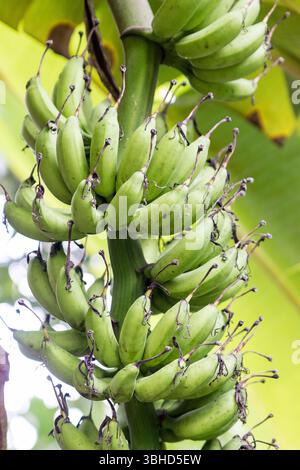 Un mucchio di banane su un albero di banane, piantagione di banane Foto Stock
