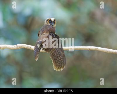 Brown Wood Owl Strix leptogrammica nel sud della Thailandia BI045699 Foto Stock