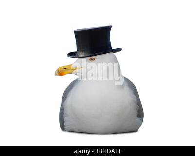 Gabbiano seduto con un cappello cilindrico isolato su uno sfondo bianco Foto Stock
