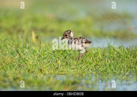 Bambino che sta addolorato del nord, Vanellus vanellus Foto Stock