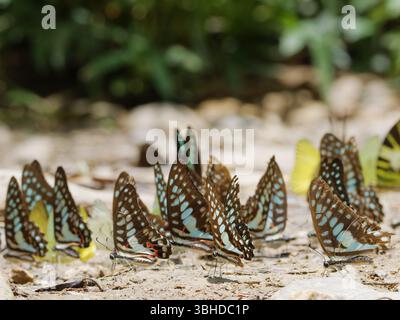 Farfalle Jay comuni che bevono il doson Graphium Kaeng Krachan National Park, Thailandia IN004594 Foto Stock