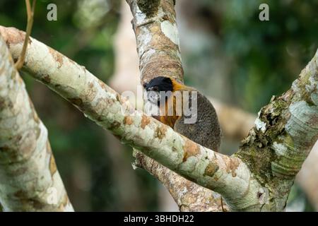 Un Tamarin dalle sembianze dorate, Saguinus tripartitus, in un albero nel Parco Nazionale di Yasuni, Ecuador. Foto Stock