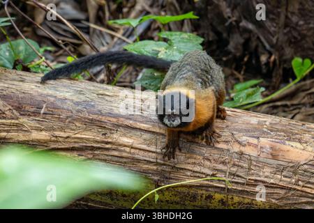 Un Tamarin dalle sembianze dorate, Saguinus tripartitus, nel Parco Nazionale di Yasuni, Ecuador. Foto Stock