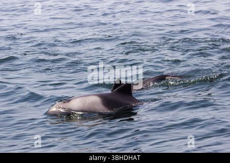 Pinne dorsali di due delfini dusky che nuotano al largo nella Table Bay, della costa di città del Capo, Sud Africa. Foto Stock